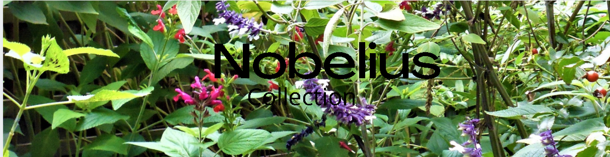 Nobelius
