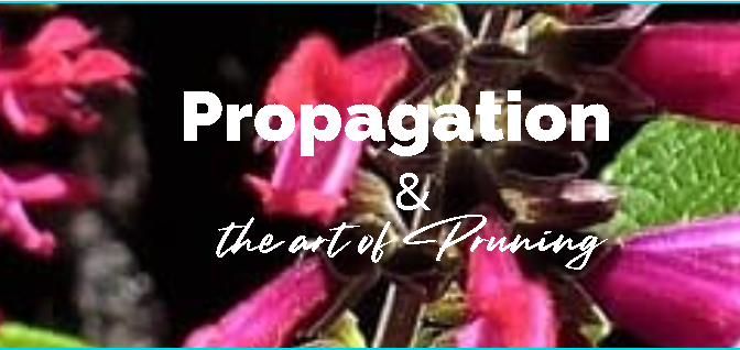 Propagation And Pruning Of Salvias Victorian Salvia Study Group