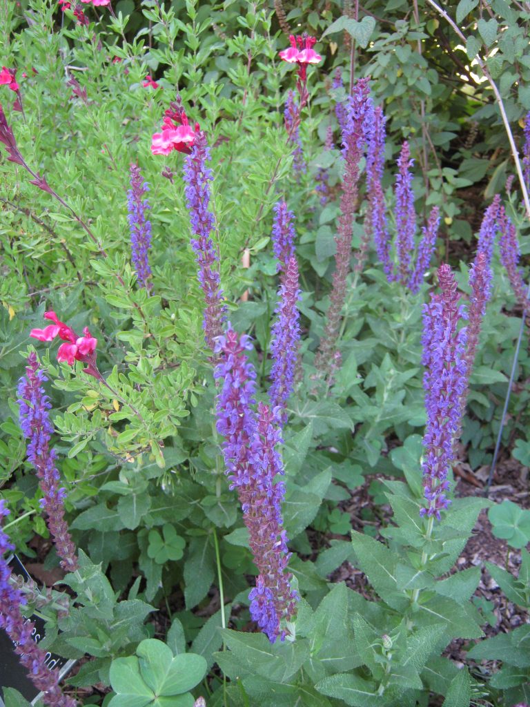 Salvia nemerosa 'East Friesland'