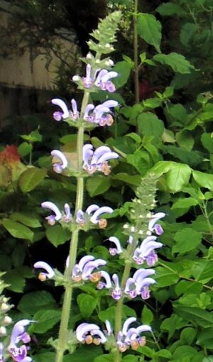 Salvia 'Shangri la'