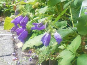Salvia przewalskii