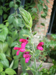 Salvia ezi-matudae Salvia ezi - matudae
