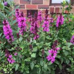 Salvia x superba 'Rose Marvel'