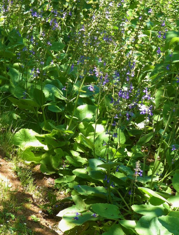 Salvia forskaohlei