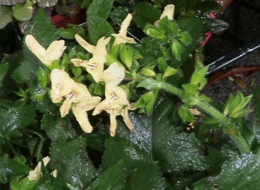 Salvia 'Crug's Cream'