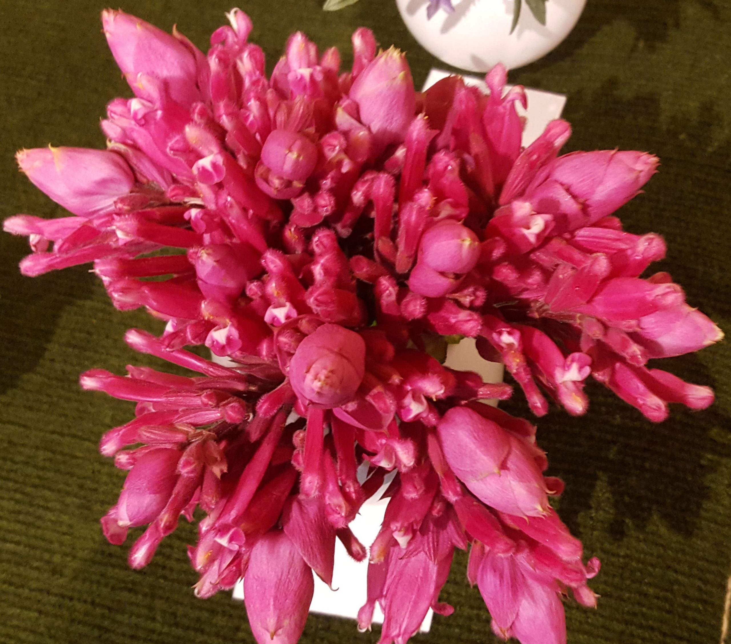 Salvia involucrata spp