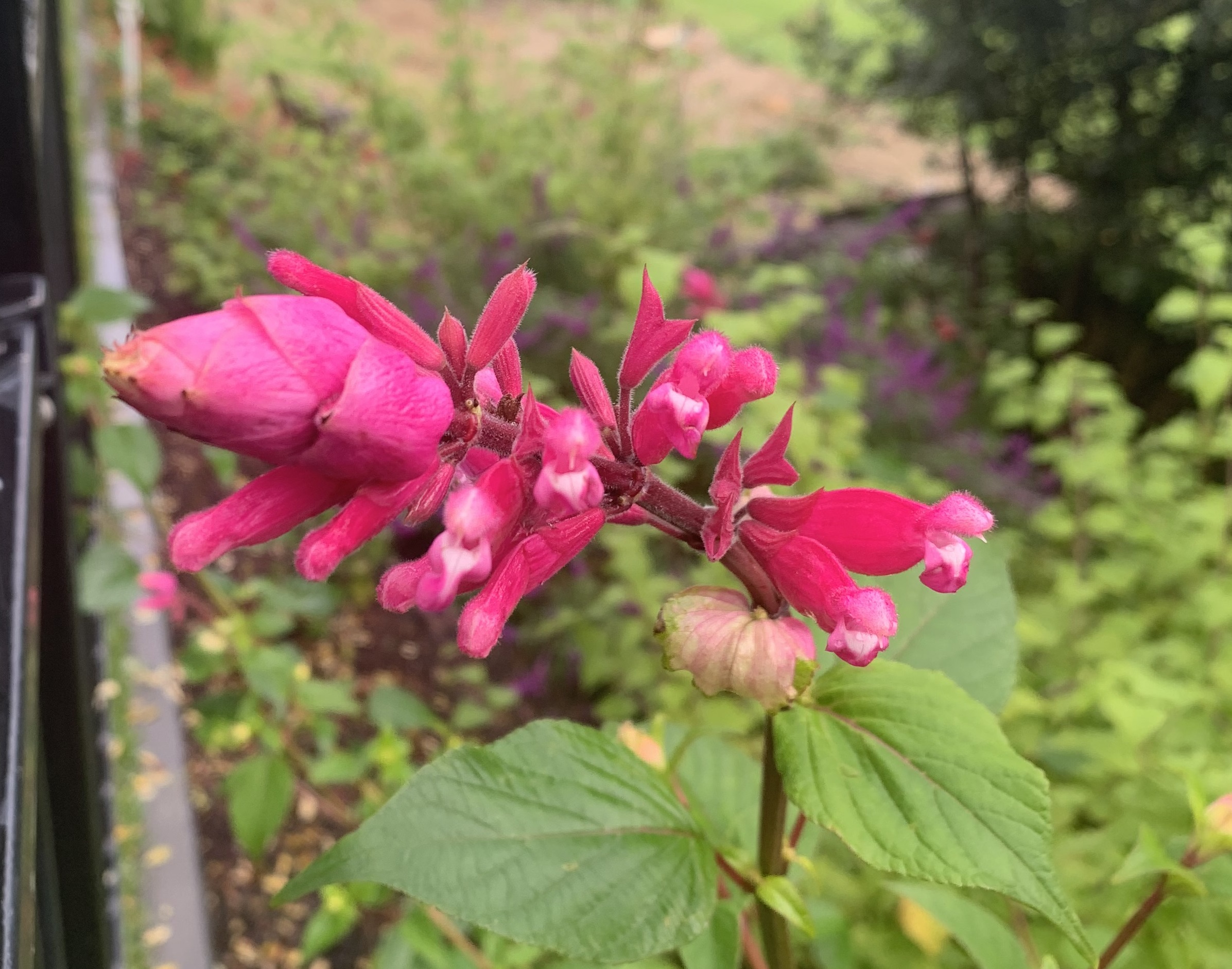 Salvia involucrata spp Salvia involucrata spp