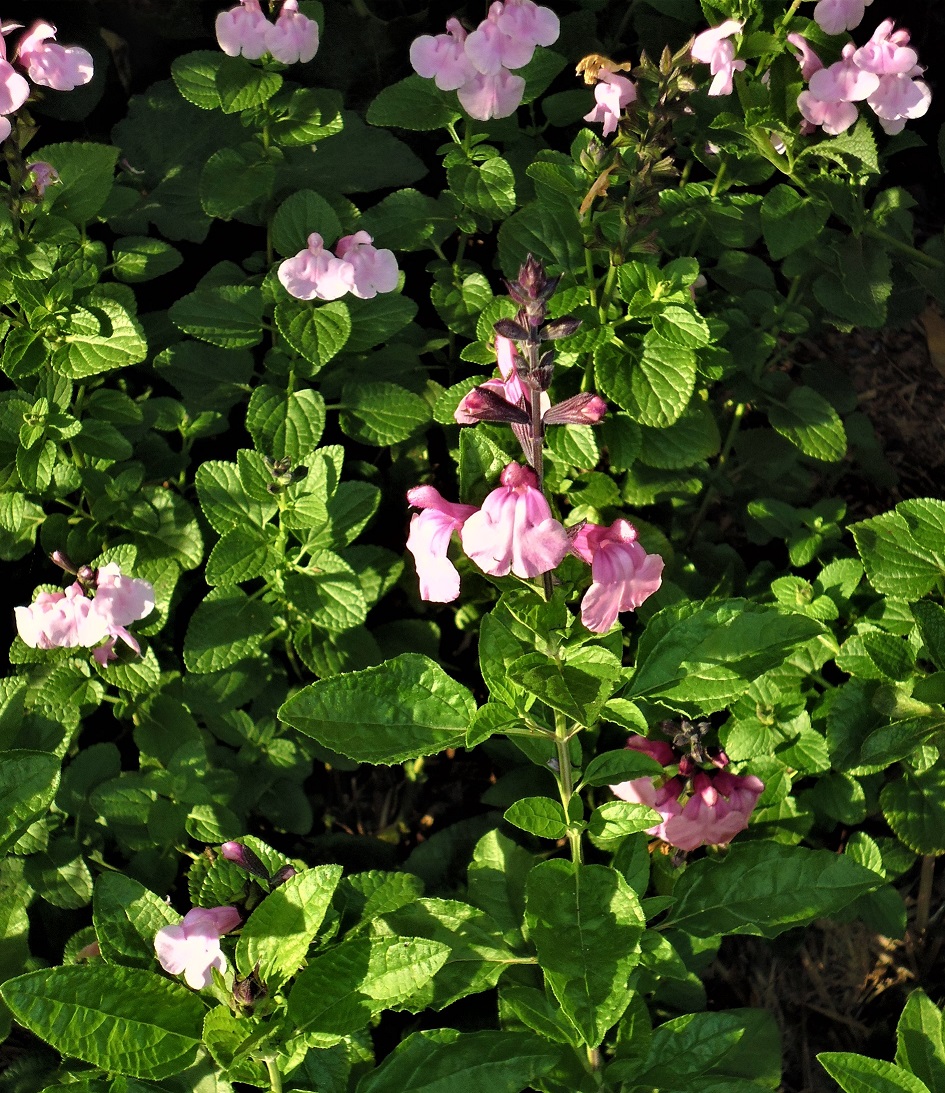 Salvia 'Baby Hope'