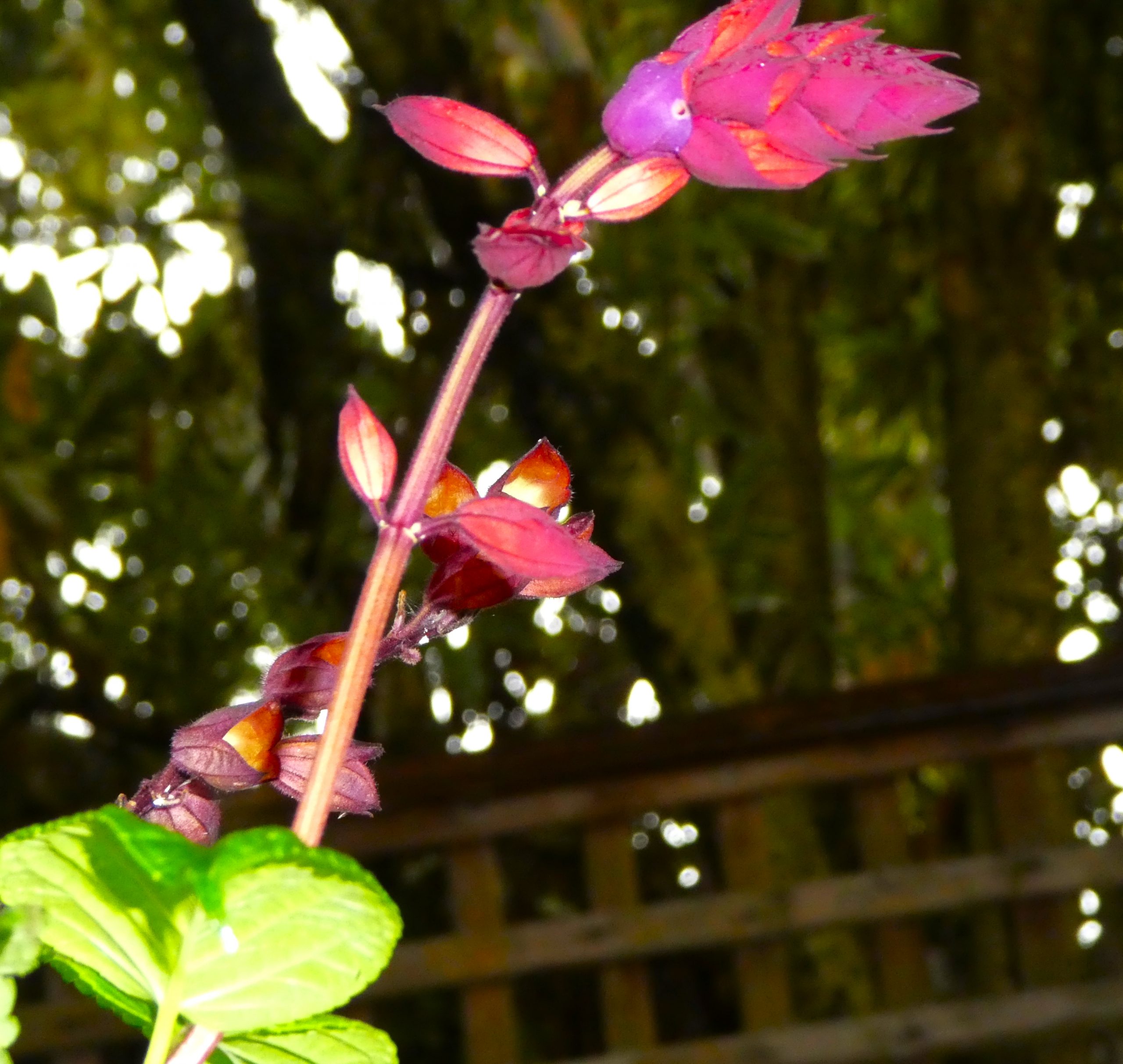 Salvia 'Brittany' Salvia 'Brittany'
