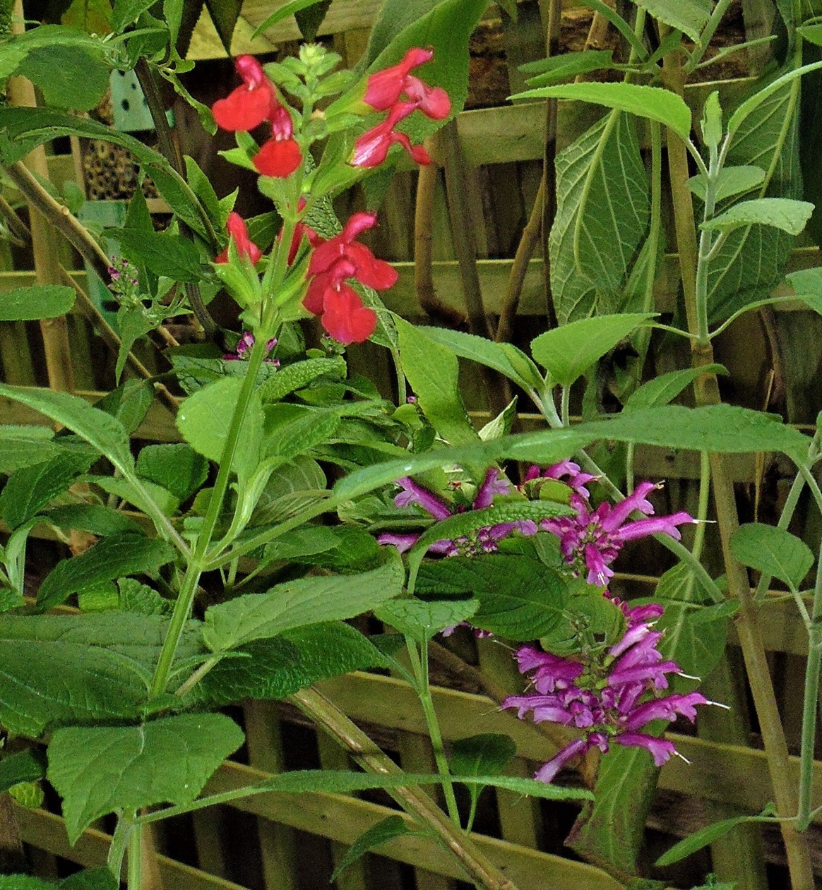 Salvia 'Follet's Folly' Salvia 'Follet's Folly'