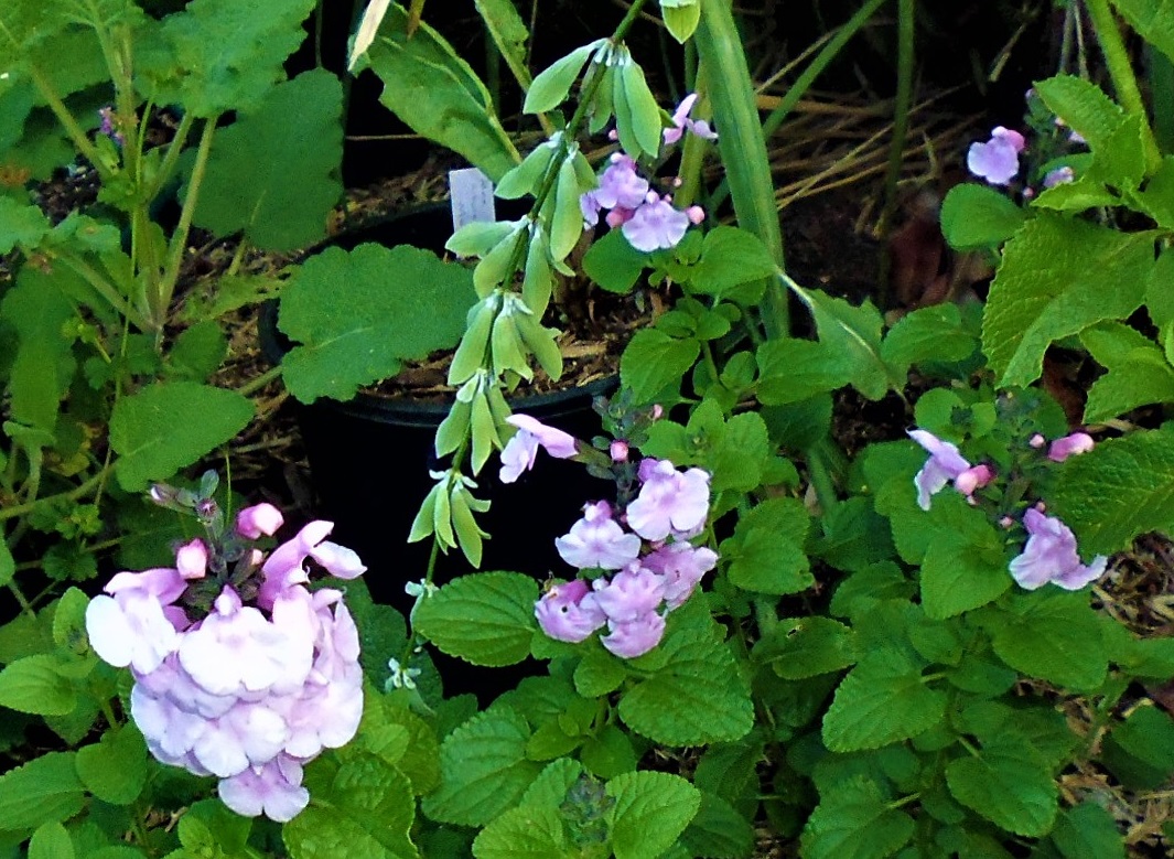 Salvia 'Baby Hope'