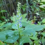 Salvia fluviatilis
