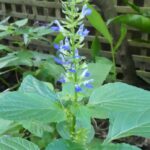 Salvia fluviatilis