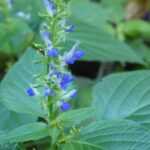 Salvia fluviatilis