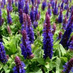 Salvia superba 'Blue Sensation'