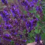 Salvia superba 'Giovanni