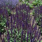 Salvia superba 'Impact Purple'