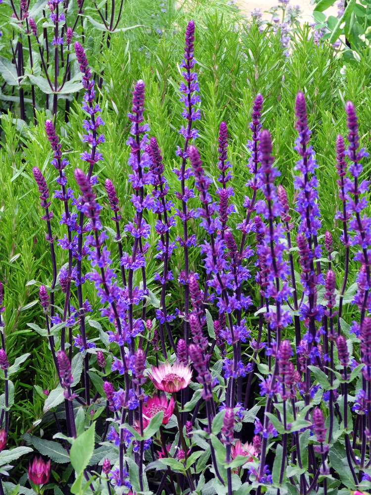 Salvia nemorosa 'Lambley Dumble'