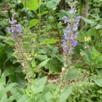 Salvia x sylvestris 'Lye End'