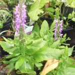 Salvia superba 'Pink Sensation'