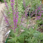 Salvia x suprba 'Rubin'