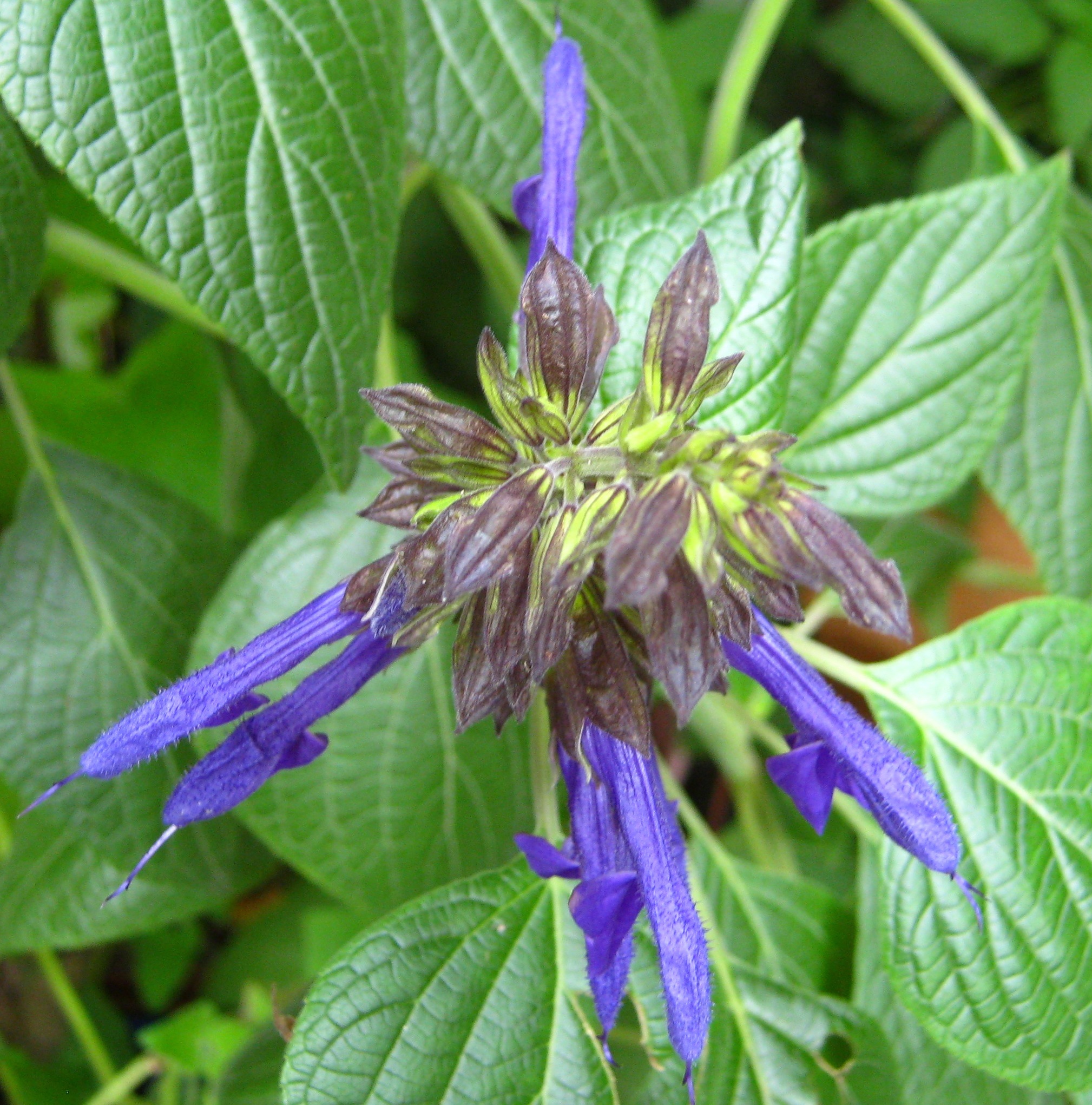 Salvia mexicana 'Bill Whitehead' Salvia mexicana 'Bill Whitehead'