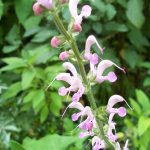 Salvia superba 'Rose Rhapsody'