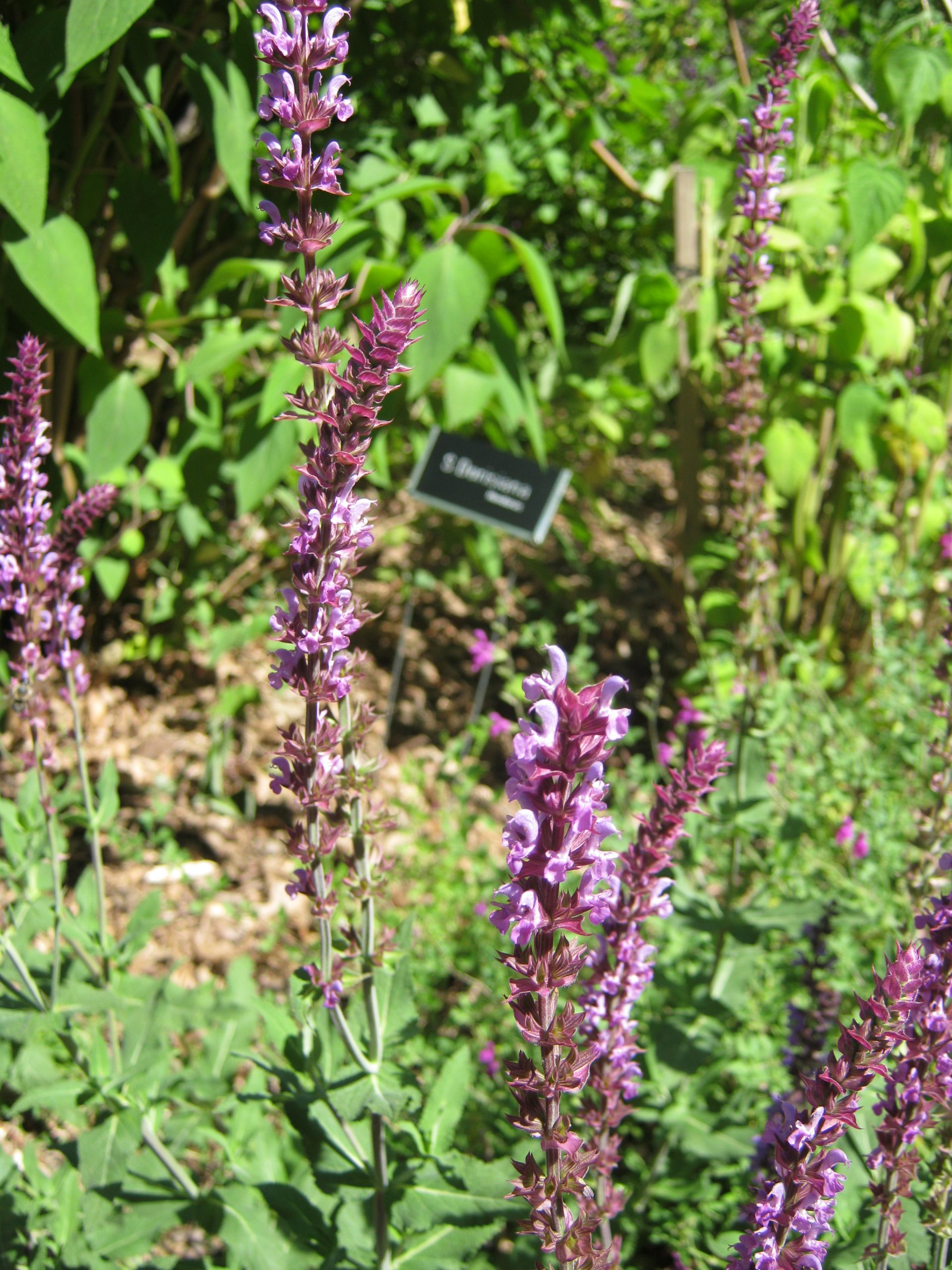 Salvia nemorosa 'Amethyst'