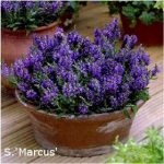 Salvia superba 'Marcus'