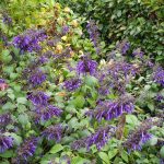 Salvia mexicana 'Bill Whitehead'