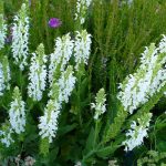 Salvia superba 'Sensation White'