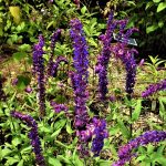 Salvia nemorosa 'Tesquicola'