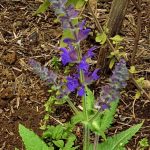 Salvia superba 'Viola Klosse'