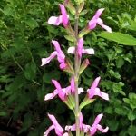 Salvia 'Orchid Showers'