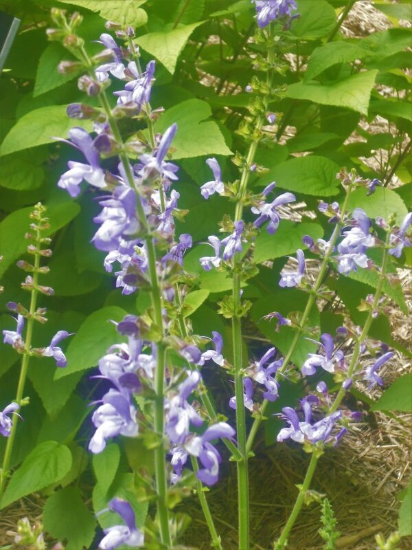 Salvia stepposa