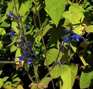 Salvia macrophylla Purpurescens