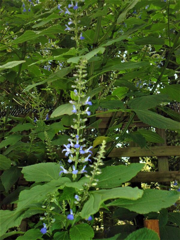 Salvia roscida