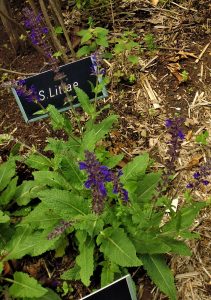 Salvia superba 'Viola Klosse' Salvia superba 'Viola Klosse'