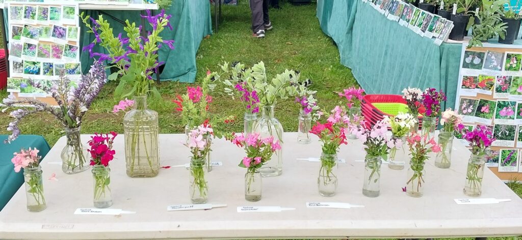 Table of vases at YV Plant Fair