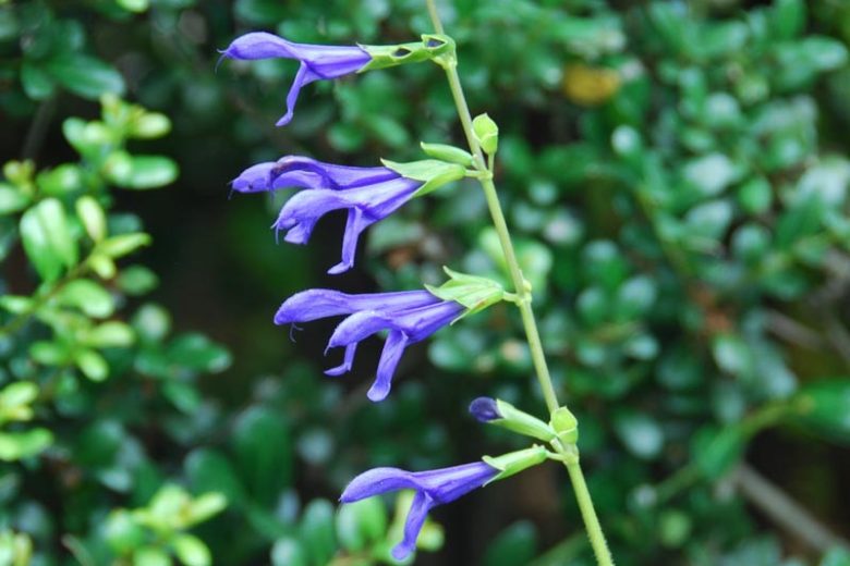 Salvia guaranitica