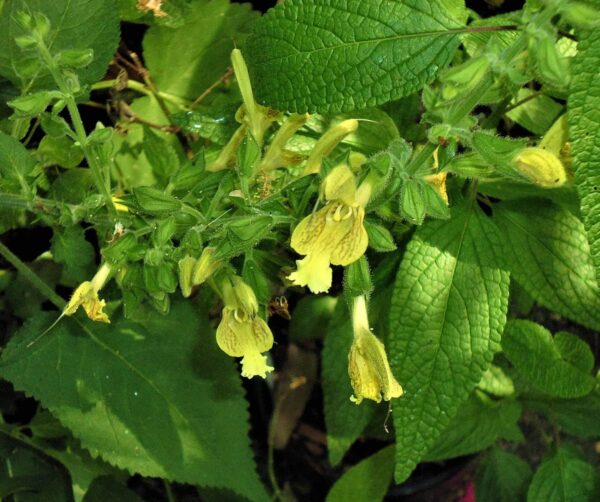 Salvia glutinosa