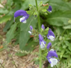 Salvia Madeline