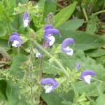 Salvia pratensis 'Madeline'