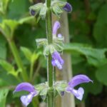 Salvia Madeline