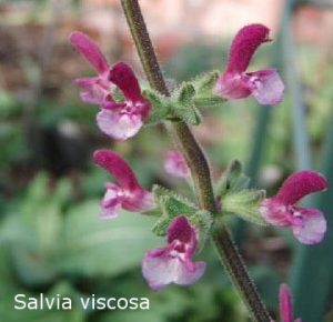 Salvia viscosa