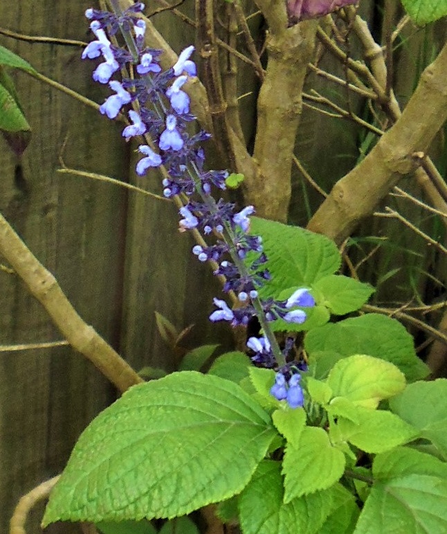 Salvia roscida