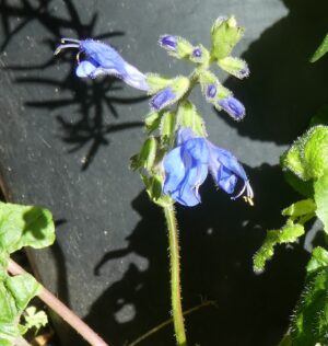 Salvia scutellariodes