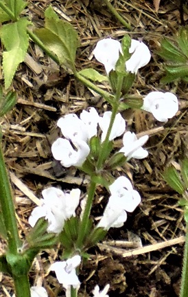 Salvia staminea