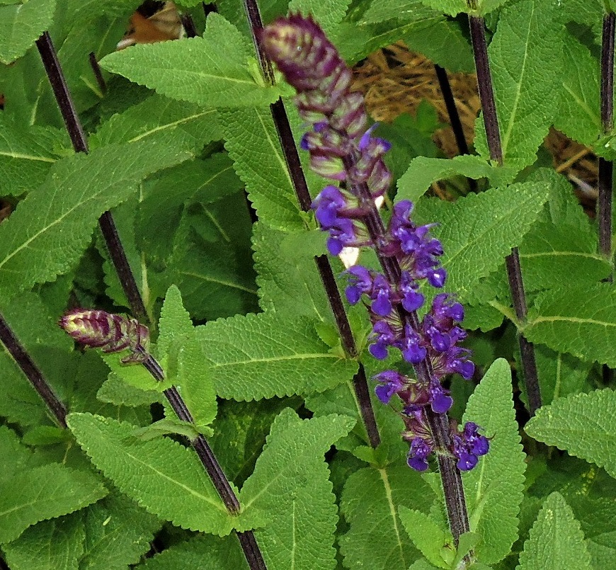 Salvia nemorosa 'Caradonna'
