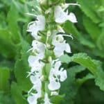 Salvia superba 'Snowhills' Salvia superba 'Snowhills'